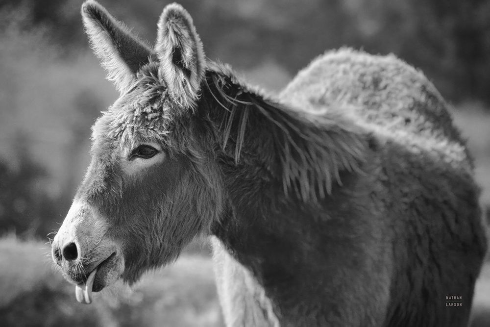 Sweet Donkey II BW art print by Nathan Larson for $57.95 CAD
