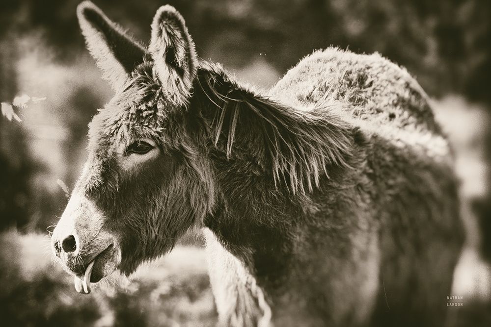 Sweet Donkey II Sepia art print by Nathan Larson for $57.95 CAD