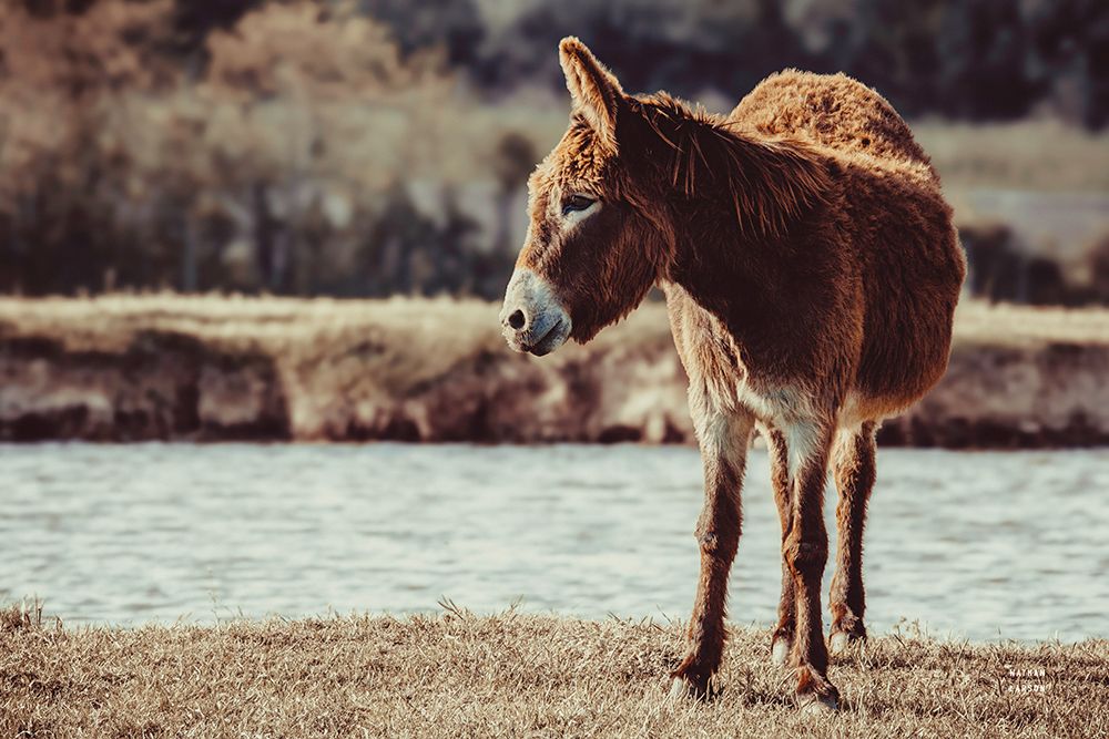 Donkey Summer I art print by Nathan Larson for $57.95 CAD