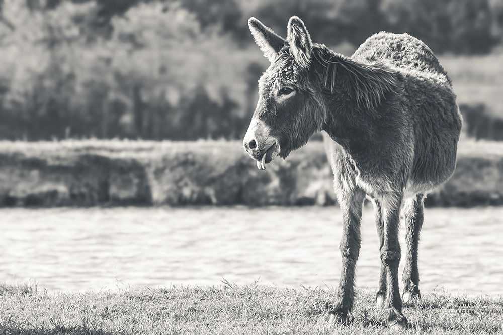 Donkey Summer II BW art print by Nathan Larson for $57.95 CAD