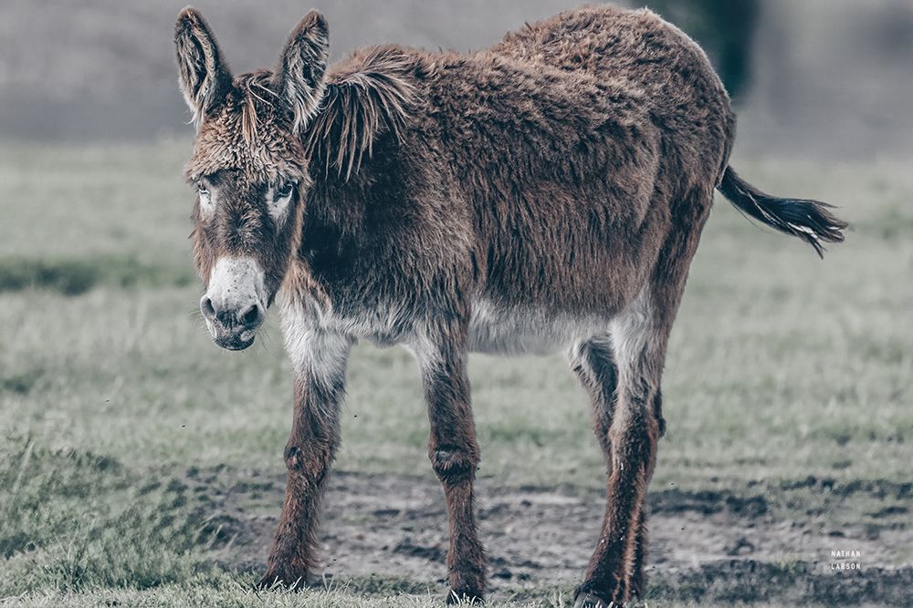 Donkey Summer III art print by Nathan Larson for $57.95 CAD
