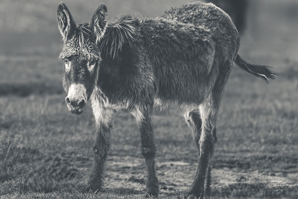 Donkey Summer III BW art print by Nathan Larson for $57.95 CAD