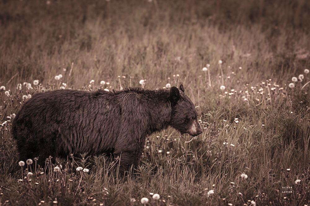 Black Bear Meadow art print by Nathan Larson for $57.95 CAD