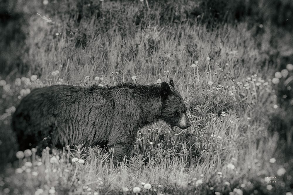 Black Bear Meadow BW art print by Nathan Larson for $57.95 CAD