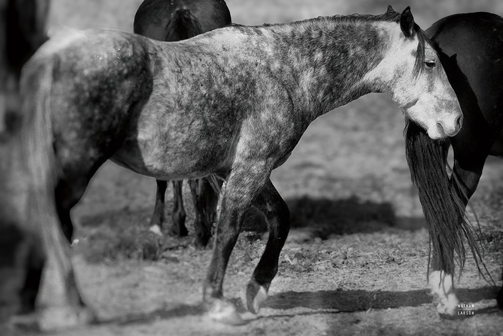 Painted Pony art print by Nathan Larson for $57.95 CAD