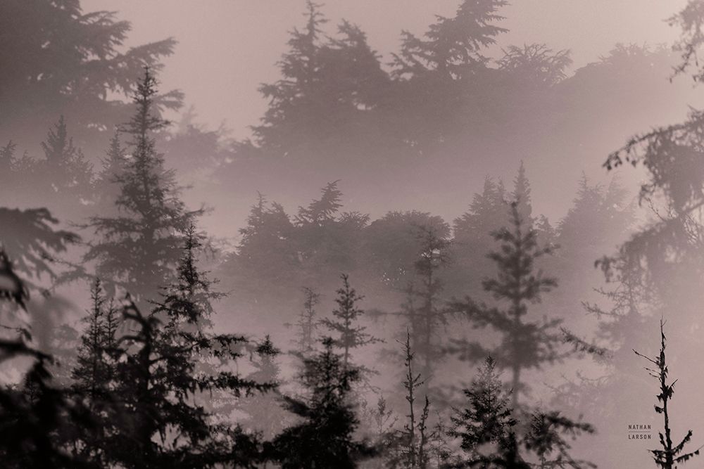 Mystery Wood II art print by Nathan Larson for $57.95 CAD