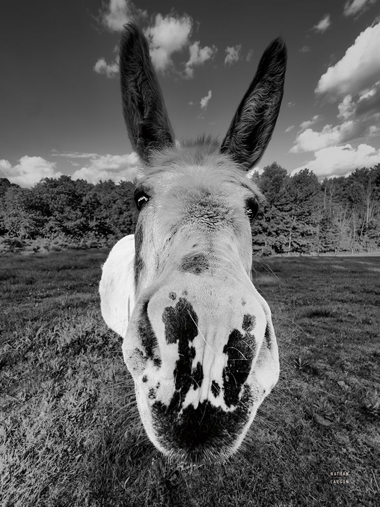 Give Me Treats BW art print by Nathan Larson for $57.95 CAD