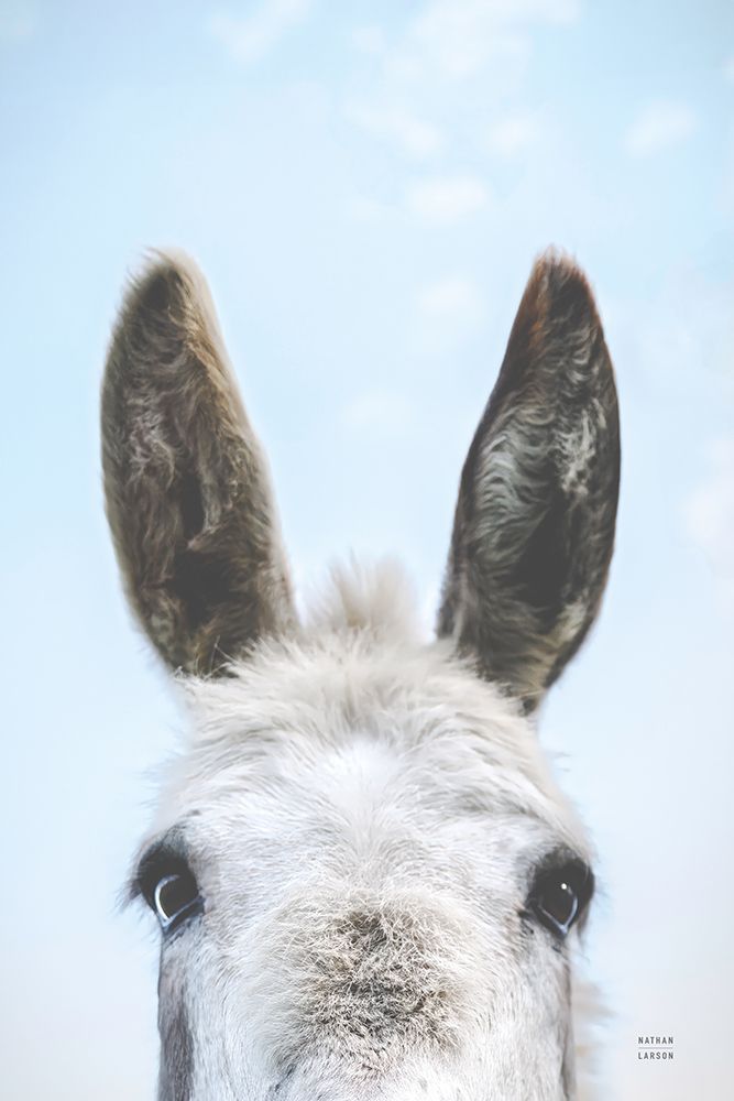Downward Facing Donkey art print by Nathan Larson for $57.95 CAD