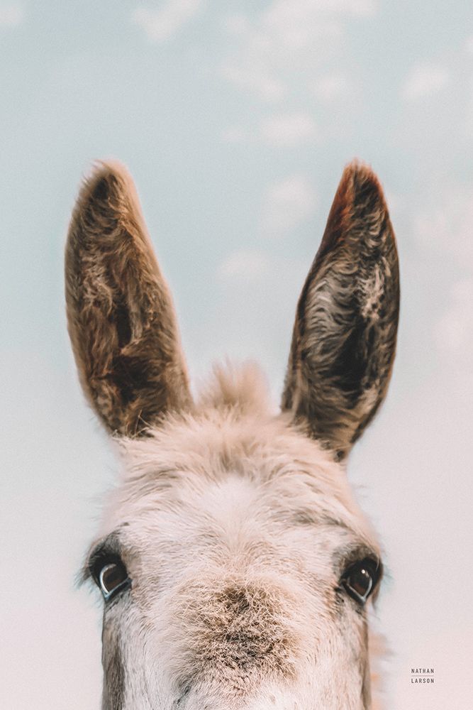 Downward Facing Donkey Pastel art print by Nathan Larson for $57.95 CAD