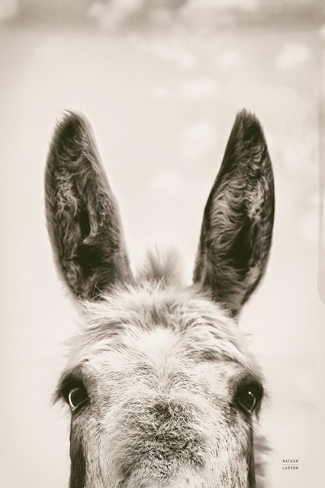 Downward Facing Donkey Sepia art print by Nathan Larson for $57.95 CAD