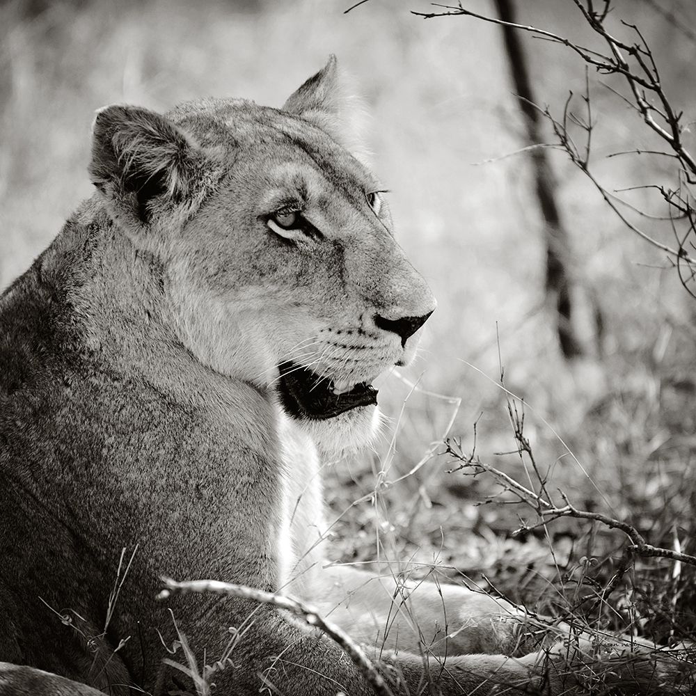 Lioness Square BW art print by Sharon Vardy for $57.95 CAD