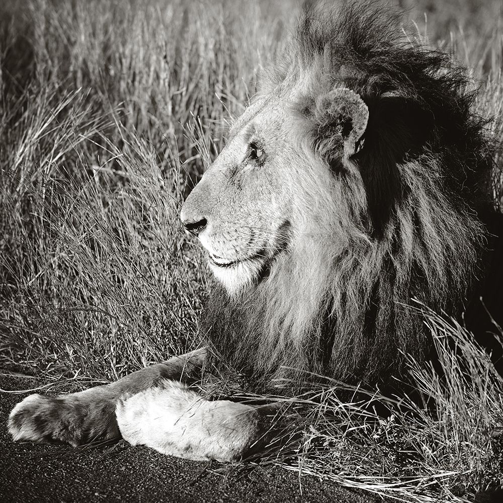 Golden Old Lion Square BW art print by Sharon Vardy for $57.95 CAD
