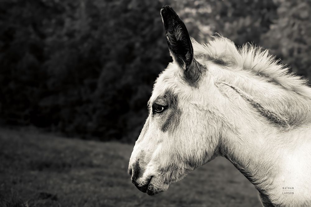 Vermont Donkey Pasture art print by Nathan Larson for $57.95 CAD
