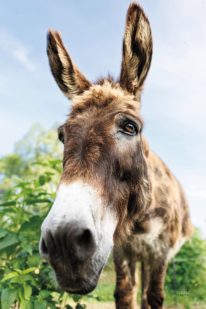 Donkey Pasture art print by Nathan Larson for $57.95 CAD