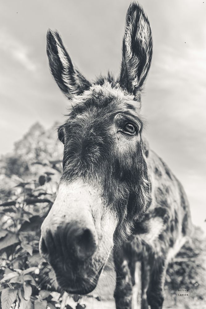 Donkey Pasture BW art print by Nathan Larson for $57.95 CAD