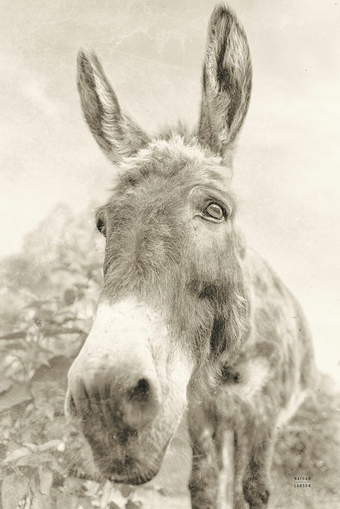 Donkey Pasture Sepia art print by Nathan Larson for $57.95 CAD