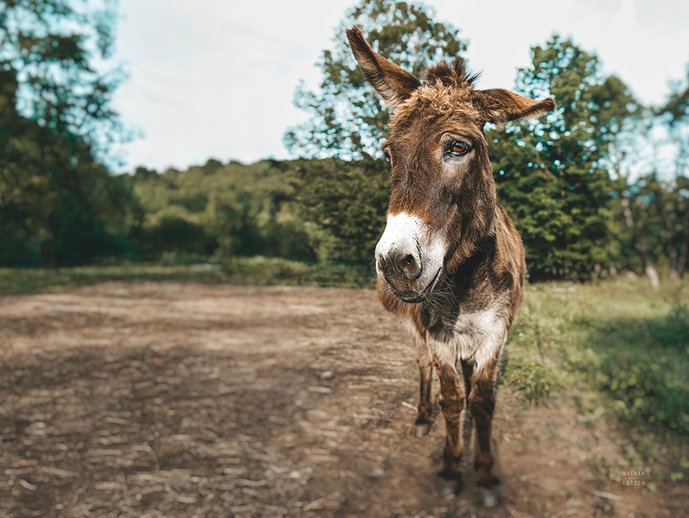 Donkey Tilt art print by Nathan Larson for $57.95 CAD