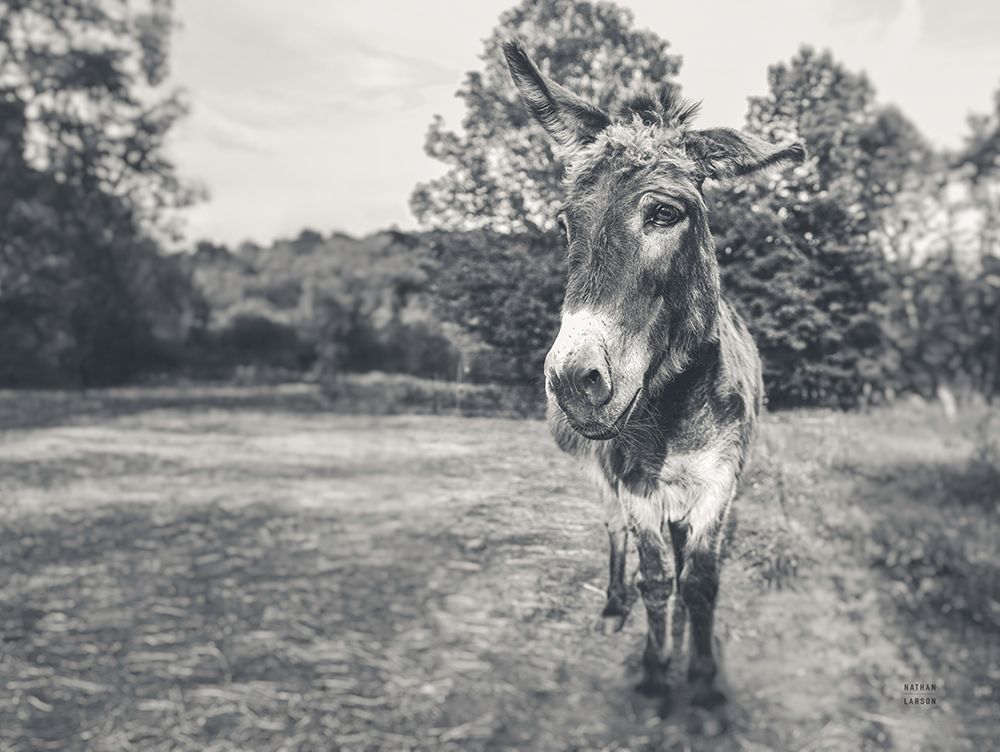 Donkey Tilt BW art print by Nathan Larson for $57.95 CAD