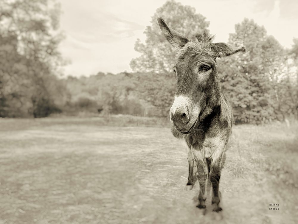 Donkey Tilt Sepia art print by Nathan Larson for $57.95 CAD