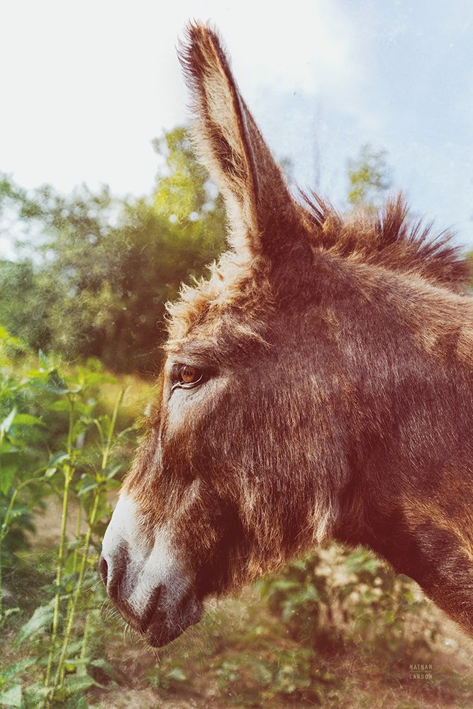 Donkey Profile art print by Nathan Larson for $57.95 CAD