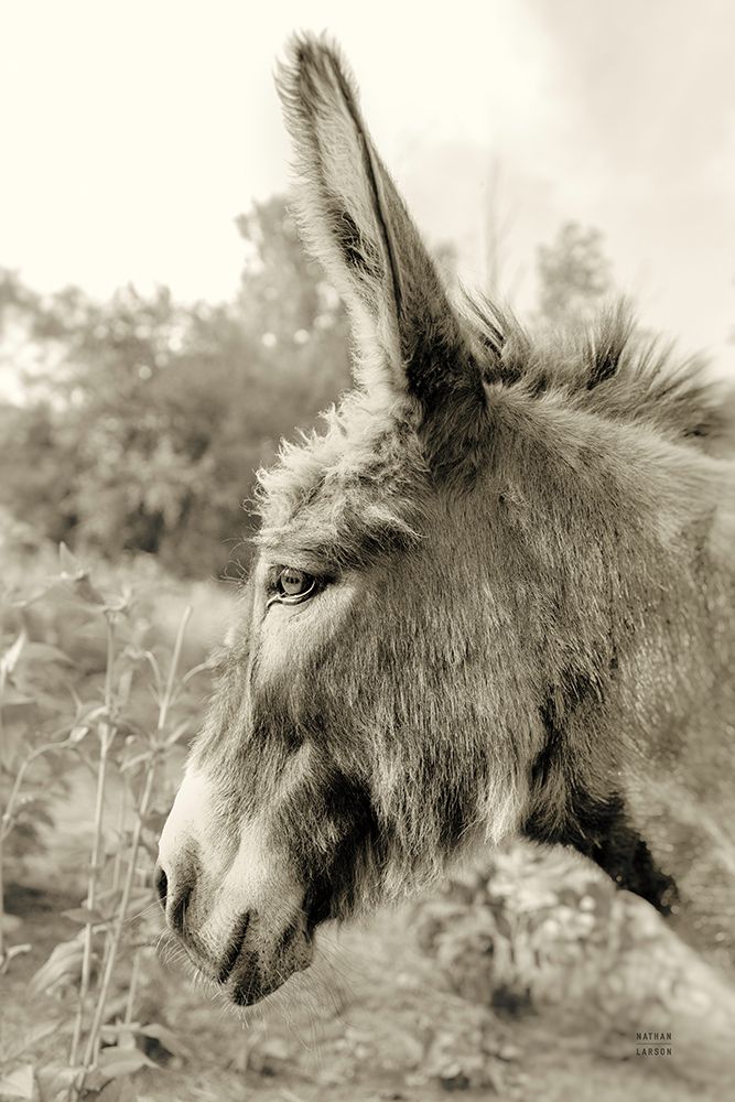 Donkey Profile Sepia art print by Nathan Larson for $57.95 CAD