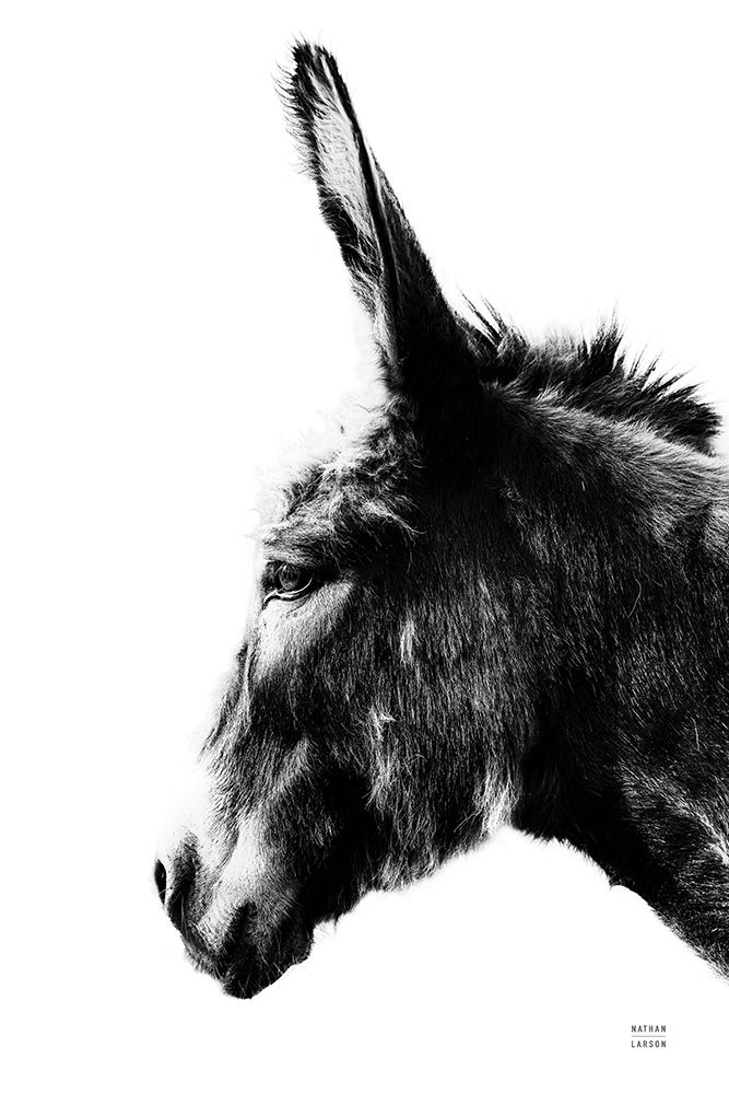 Donkey Portrait BW art print by Nathan Larson for $57.95 CAD