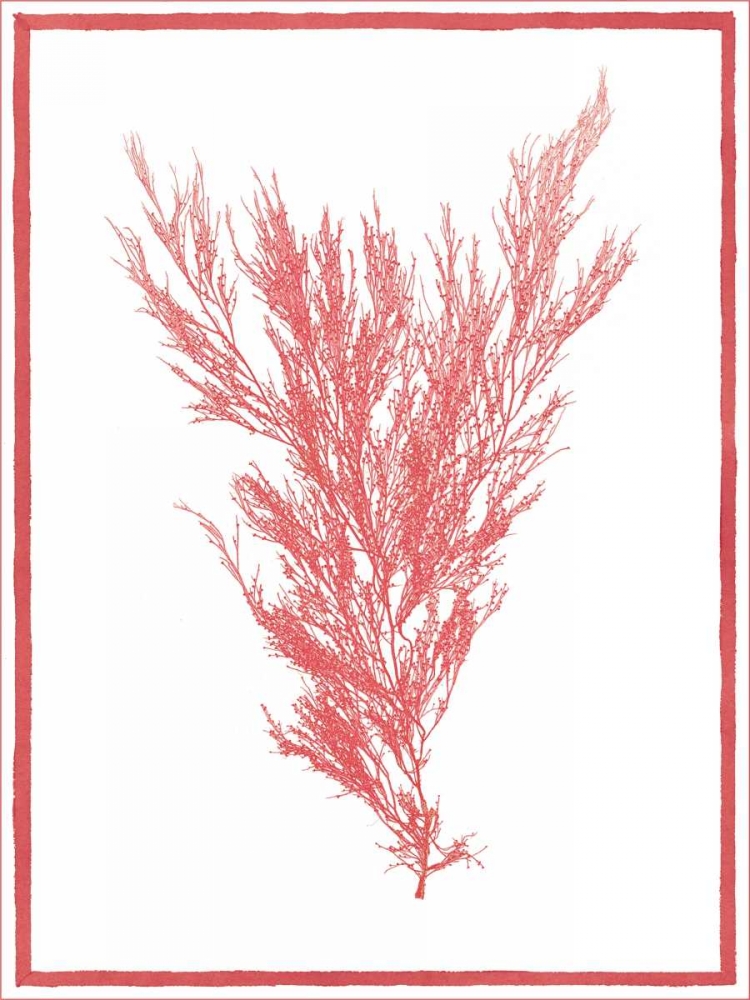 Sea Things II art print by Sarah E. Chilton for $57.95 CAD