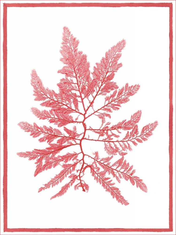 Sea Things III art print by Sarah E. Chilton for $57.95 CAD