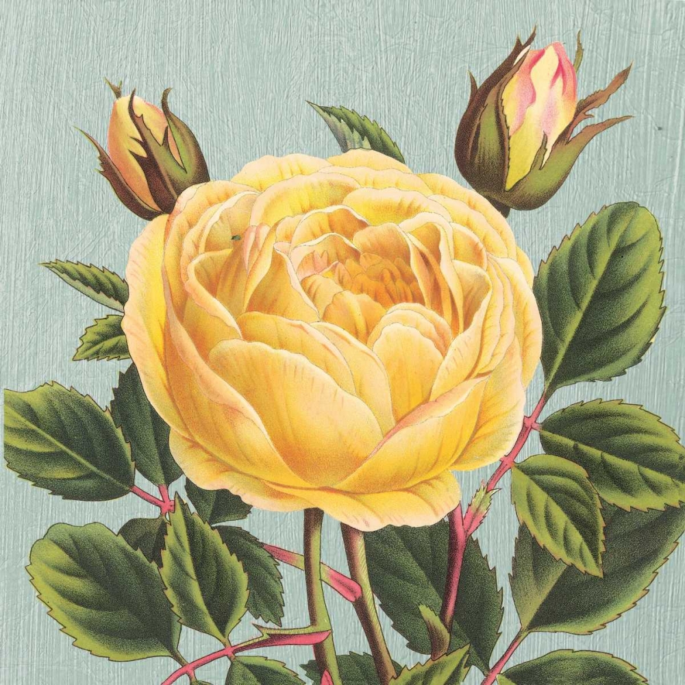 Yellow Rose art print by Sarah E. Chilton for $57.95 CAD