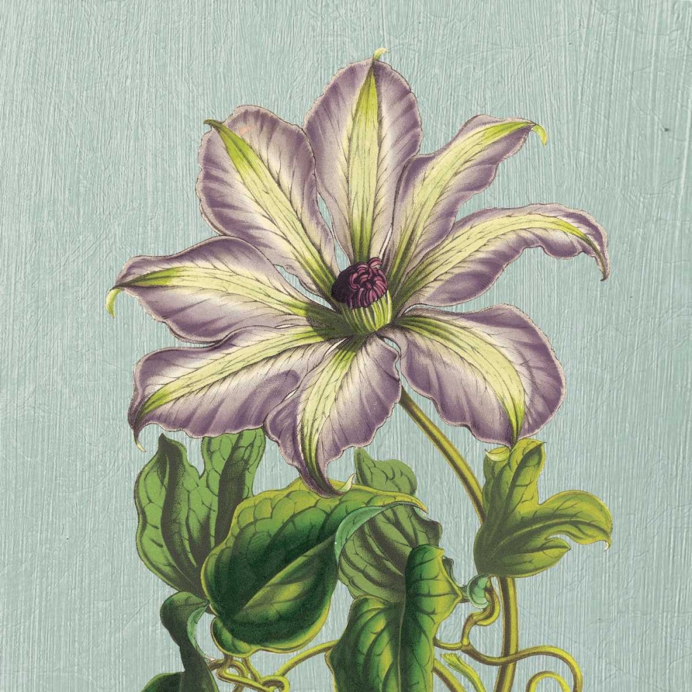 Purple Clematis art print by Sarah E. Chilton for $57.95 CAD