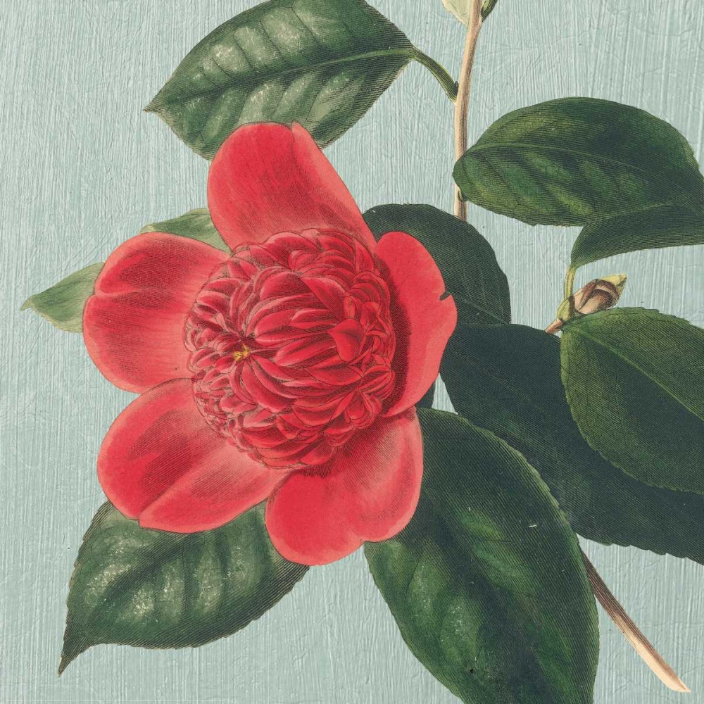Peony art print by Sarah E. Chilton for $57.95 CAD