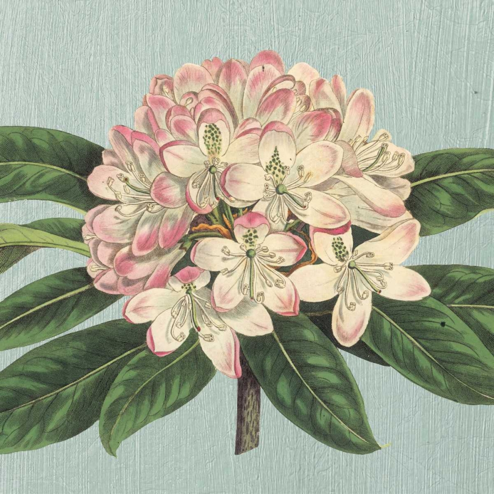 Rhododendron art print by Sarah E Chilton for $57.95 CAD