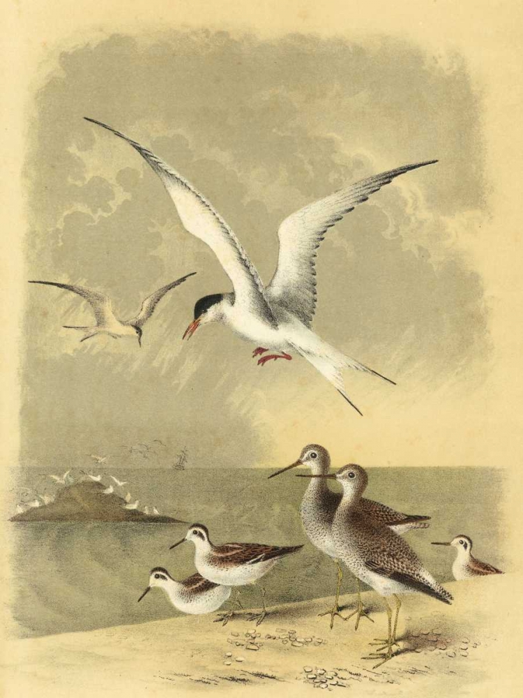 Coastal Dwellers I art print by Horace Steele for $57.95 CAD