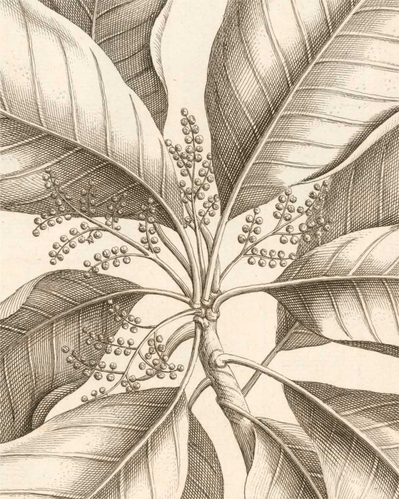 Tropical Connection II art print by Louis Van Houtte for $57.95 CAD