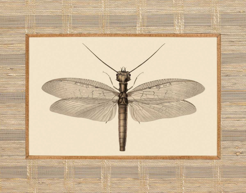 Delicate Dancer II art print by Sarah E. Chilton for $57.95 CAD