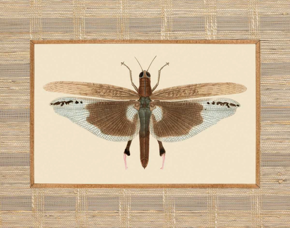Delicate Dancer IV art print by Sarah E. Chilton for $57.95 CAD