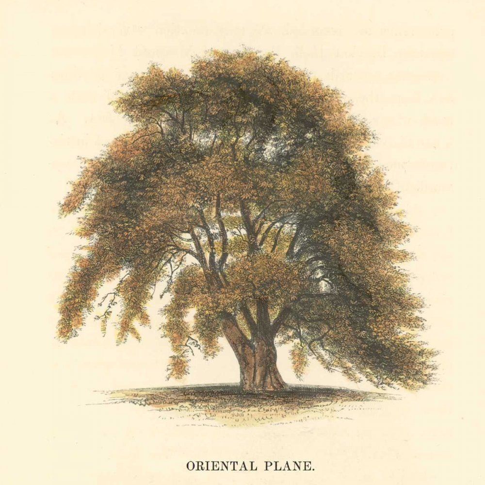 Oriental Plane art print by Samuel Williams for $57.95 CAD
