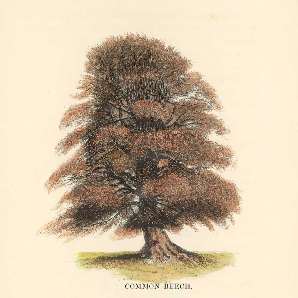 Common Beech art print by Samuel Williams for $57.95 CAD