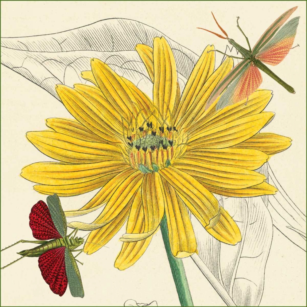 Indian Cup art print by Louis van Houtte for $57.95 CAD