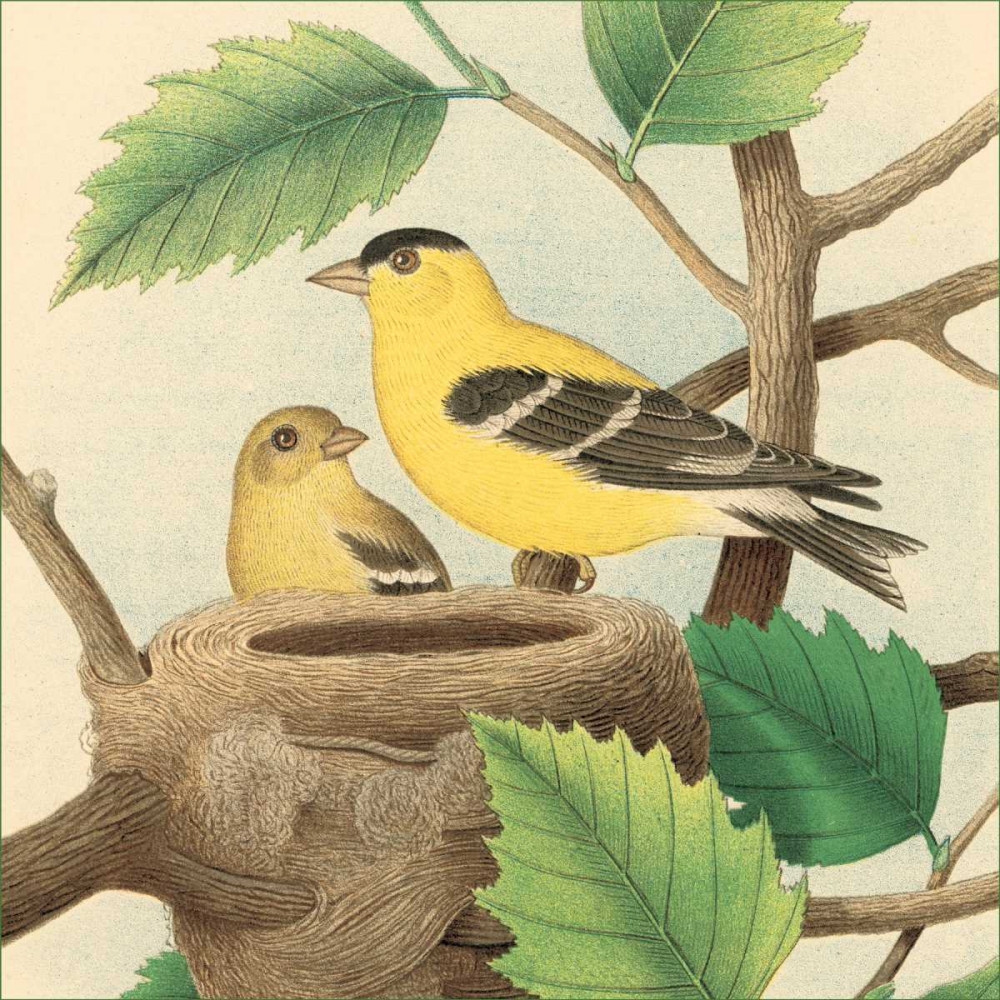 Goldfinch and Warbler A art print by John Gould for $57.95 CAD