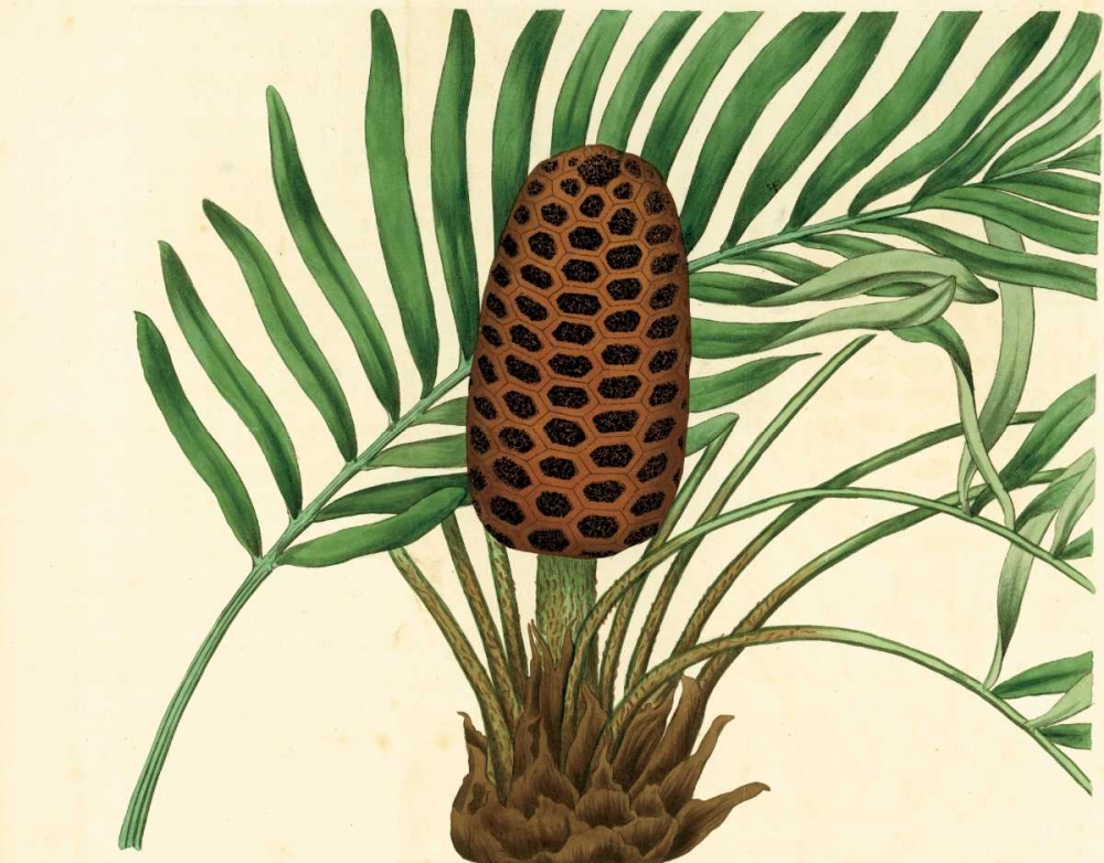 Palmetto III art print by Zachary Alexander for $57.95 CAD