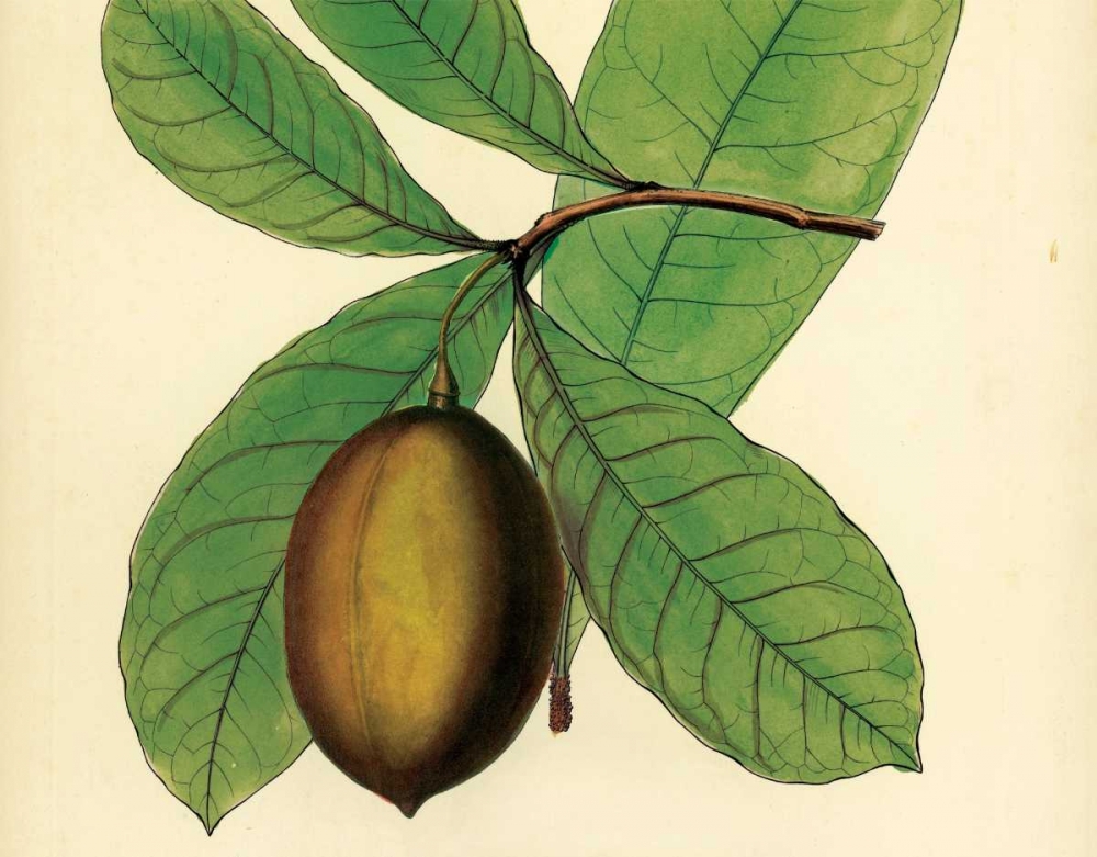 Palmetto IV art print by Zachary Alexander for $57.95 CAD