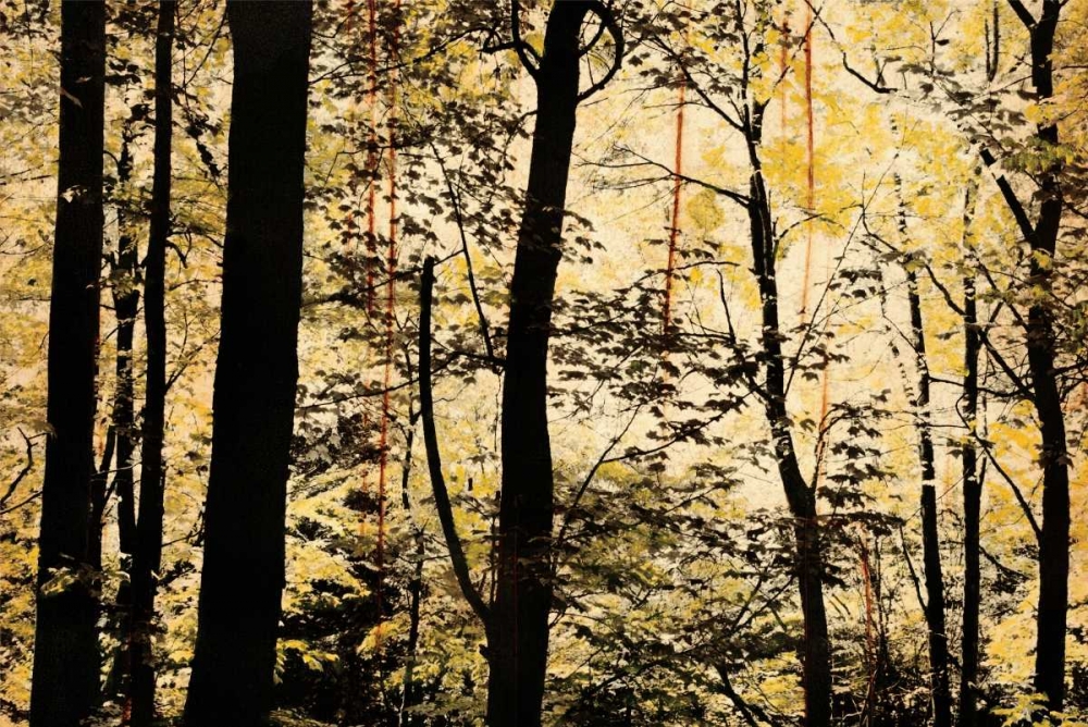 Golden Wood art print by Lily Nicole for $57.95 CAD