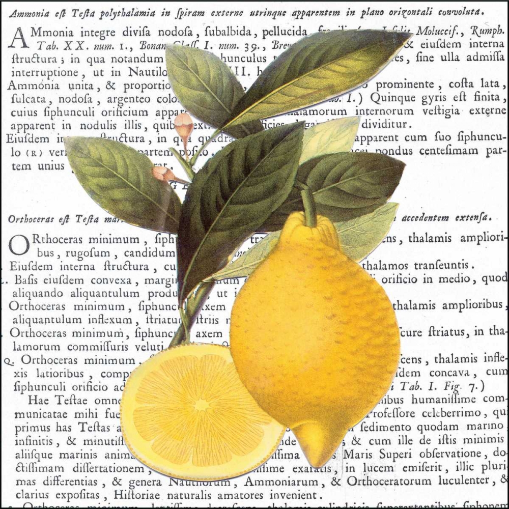 Citrus Edition I art print by Cory Bannister for $57.95 CAD