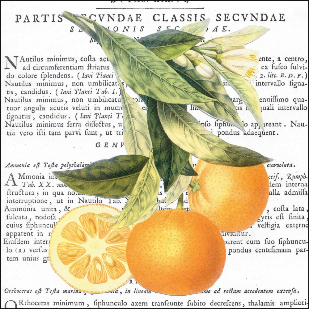 Citrus Edition II art print by Cory Bannister for $57.95 CAD