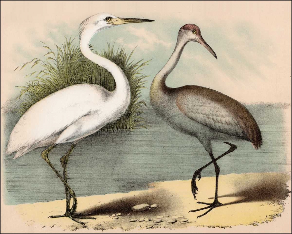 Coastal Visitors I art print by Nathaniel Brunswick for $57.95 CAD