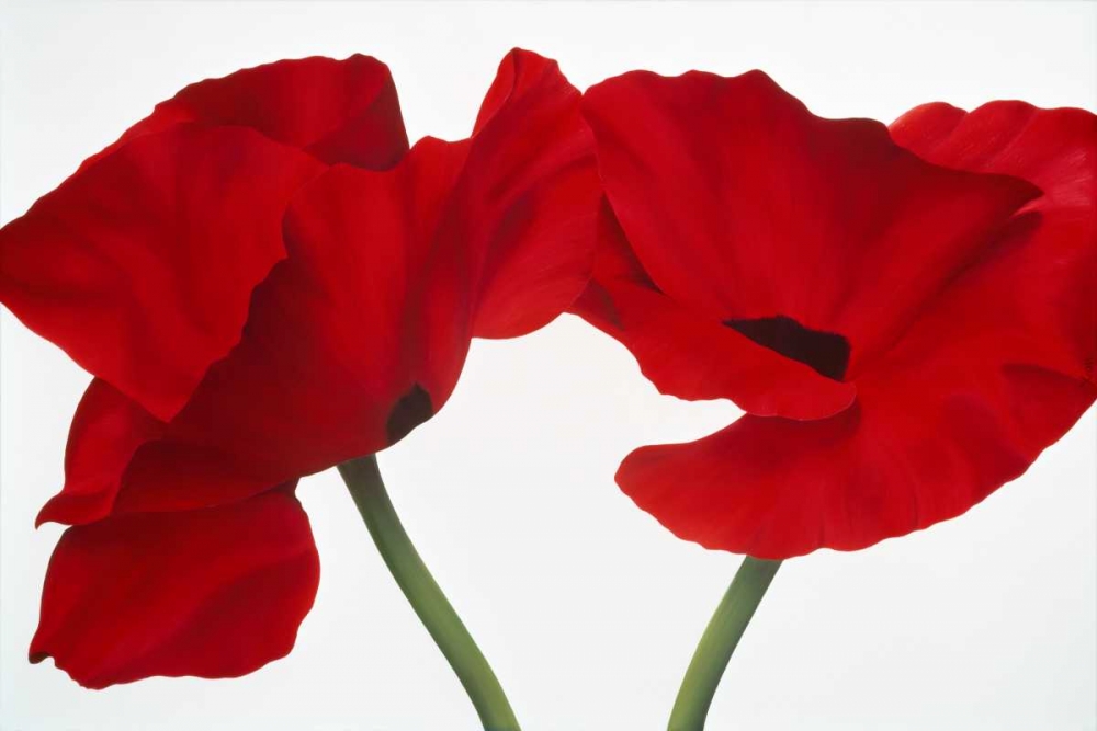 Poppy red art print by Yvonne Poelstra-Holzhaus for $57.95 CAD