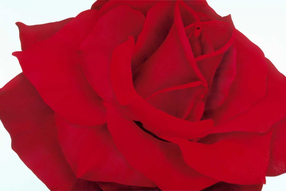 Red Rose art print by Yvonne Poelstra-Holzhaus for $57.95 CAD