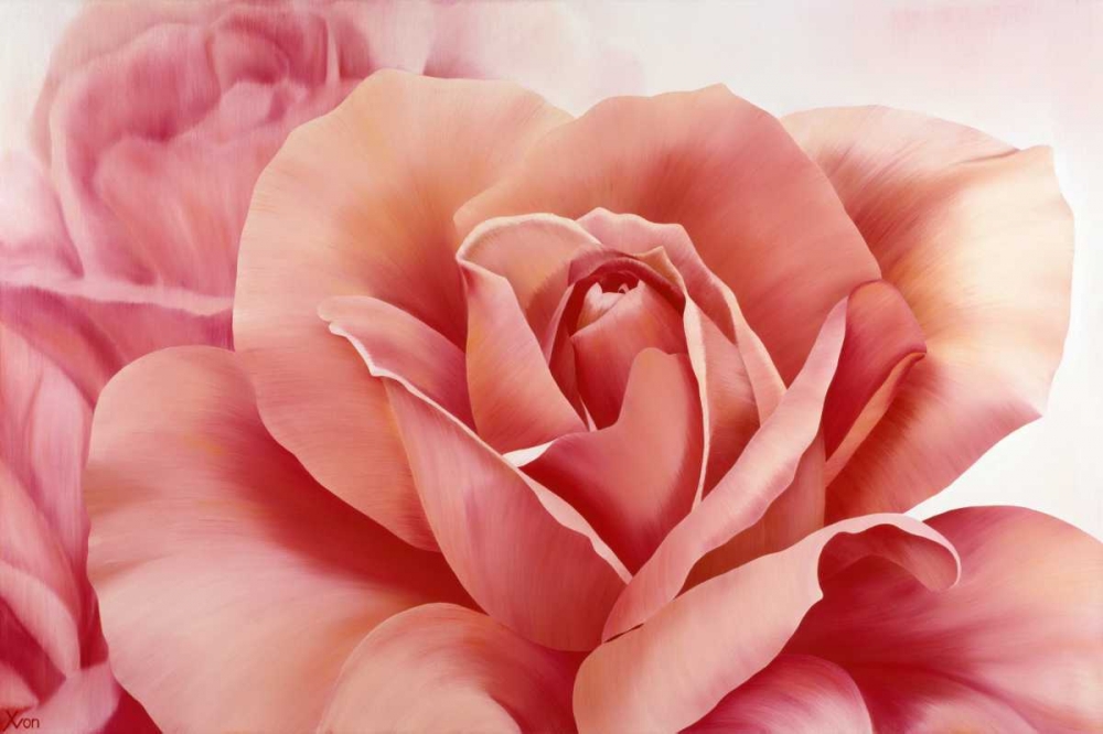 Pink Rose II art print by Yvonne Poelstra-Holzhaus for $57.95 CAD
