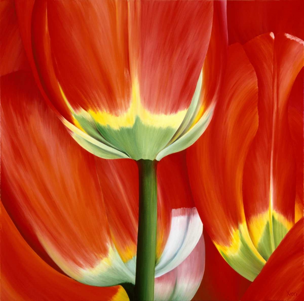 Most Beautiful Tulip I art print by Yvonne Poelstra-Holzhaus for $57.95 CAD
